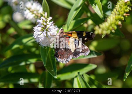 Yellow Admiral Butterfly - kahukowhai (Vanessa itea) on White Koromiko flowers (Hebe stricta), Island Bay, Wellington, New Zealand Stock Photo