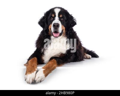 Pretty adult Berner Sennen dog, laying down facing front on edge. Looking towards camera. Isolated on a solid white background. Stock Photo