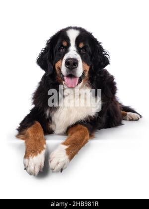 Pretty adult Berner Sennen dog, laying down facing front on edge. Looking towards camera. Isolated on a solid white background. Stock Photo