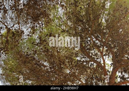 Looking up pine tree with many young coniferous cones growing on branches Stock Photo