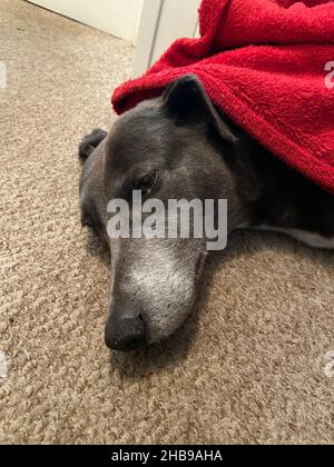 grey greyhound dog laying down in bed with blanket Stock Photo