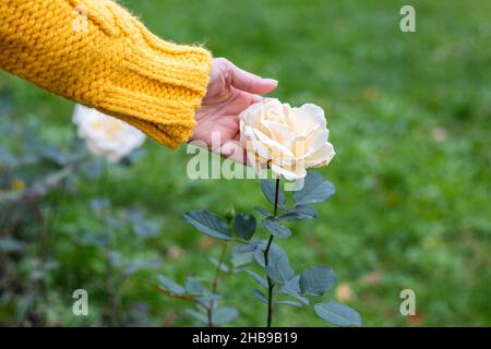 Woman gently touching rose flower in garden. Rose in female hand. Flower bed in park Stock Photo