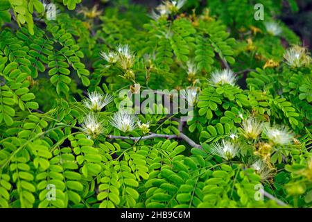 Persian silk tree (Albizia kalkora) in bloom Stock Photo