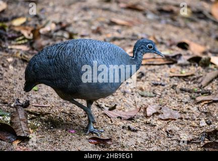 A Gray Tinamou (Tinamus tao) foraging in the forest. Ecuador, South America. Stock Photo