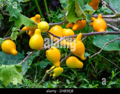 Fruit of Nipplefruit (Solanum mammosum). Ecuador, South America. Stock Photo