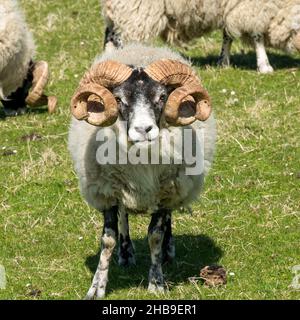 Blackface sheep with large curly horns standing in green grassy field on the Isle of Lewis, Scotland, UK Stock Photo