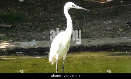 Closeup of white heron or little egret standing in a lake with blurred background. Freshwater and coastal birds in the family Ardeidae. Egretta Stock Photo
