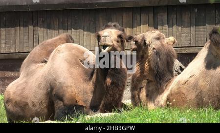 Asian camels resting on the grass. Camelus bactrianus, also called Arabian camel, living in the Middle East, Mongolia, and China. Stock Photo