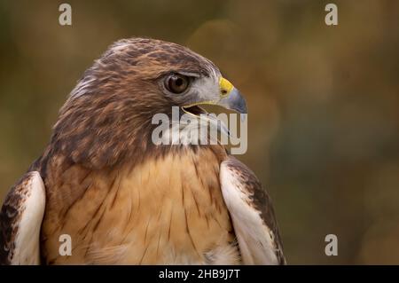 Close-up of Red-tailed Hawk (Buteo jamaicensis), Reston, VA Stock Photo