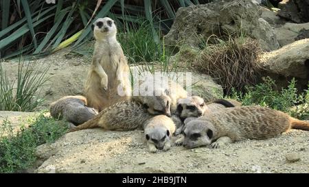 Group of meerkats or suricate in alert mode, scouting the territory. Suricata suricatta species from the Herpestidae family, Suricata genus. Living in Stock Photo