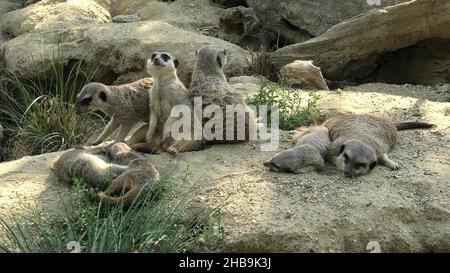 Suricata suricatta species from the Herpestidae family, Suricata genus. Living in South Africa. Group of meerkats suricate in alert mode resting Stock Photo