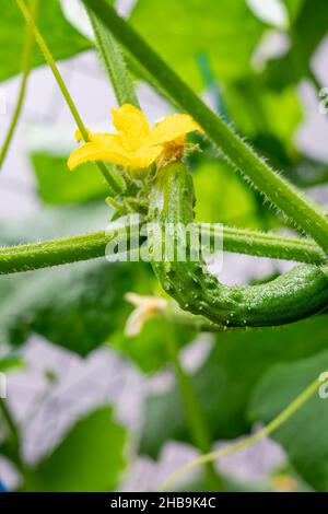 Issaquah, Washington, USA.  Small cucumber and blossom on the vine. Stock Photo