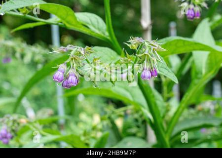 Issaquah, Washington, USA.   Common Comfrey flowering shrub, also known as Boneset, Knitbone, Quaker Comfrey, and Slippery-root Stock Photo