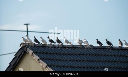 Pigeons sitting on the roof Stock Photo