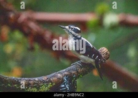 Issaquah, Washington, USA.  Female Downy Woodpecker perched on a log Stock Photo
