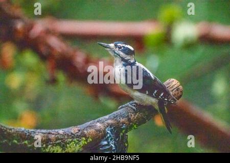 Issaquah, Washington, USA.  Female Downy Woodpecker perched on a log Stock Photo