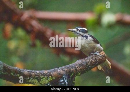 Issaquah, Washington, USA.  Female Downy Woodpecker perched on a log Stock Photo