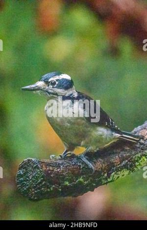 Issaquah, Washington, USA.  Female Downy Woodpecker perched on a log Stock Photo