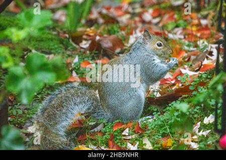 Issaquah, Washington, USA.  Western Grey Squirrel on the ground eating a nut Stock Photo