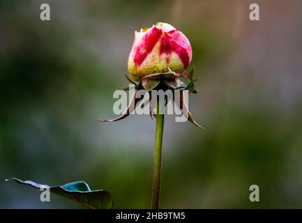 A winter rose in December bloom Stock Photo