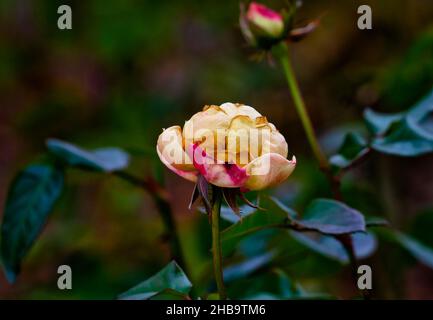 A winter rose in December bloom Stock Photo