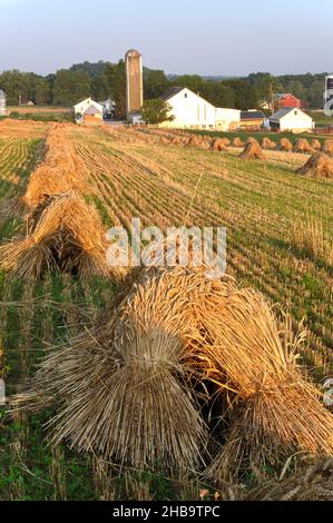 Bunches of freshly cut wheat on an Amish farm, in the morning sunlight Stock Photo