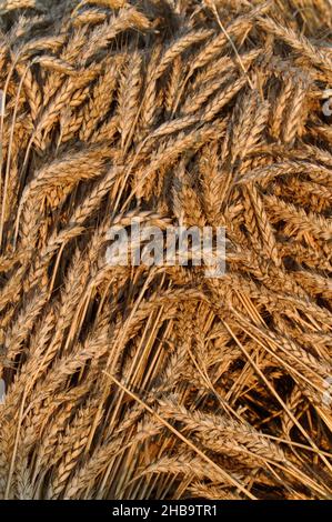 Cut grass gathered and rolled in plastic wrapping bales as animal ...