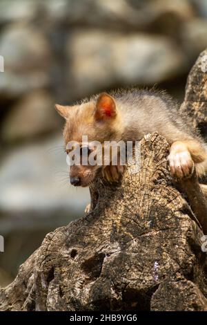 Curious cub of a golden jackal (Canis aureus), also called the Asiatic, Oriental or common jackal, playing near their den. Photographed in Israel in June. Stock Photo