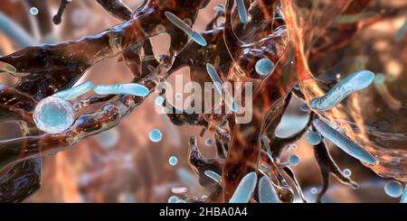 Colonies of Staphylococcus aureus bacteria, illustration Stock Photo ...