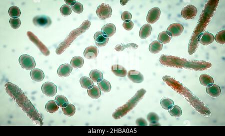 Bacteria of different shapes, computer illustration showing three main ...