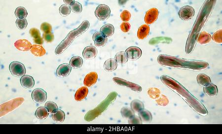 Computer illustration of bacteria of different shapes, including cocci ...