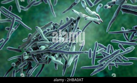 Erysipelothrix bacteria, computer illustration. A species of pleomorphic rod-shaped bacteria causing the skin disease erysipeloid, particularly in individuals working with fish and animal products. Stock Photo