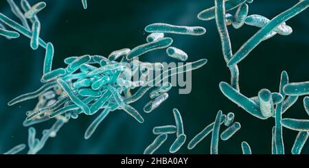 Erysipelothrix bacteria, computer illustration. A species of pleomorphic rod-shaped bacteria causing the skin disease erysipeloid, particularly in individuals working with fish and animal products. Stock Photo