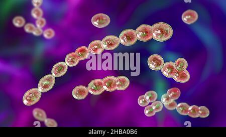 Leuconostoc bacteria, computer illustration. These are Gram-positive, coccoid, chemoorganoheterotrophic, facultatively anaerobic bacteria (prokaryotes Stock Photo