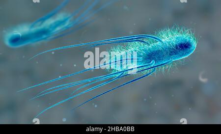 Escherichia coli bacteria, computer illustration. E. coli is a rod ...