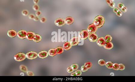 Leuconostoc bacteria, computer illustration. These are Gram-positive, coccoid, chemoorganoheterotrophic, facultatively anaerobic bacteria (prokaryotes Stock Photo