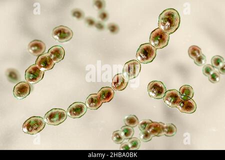 Leuconostoc bacteria, computer illustration. These are Gram-positive, coccoid, chemoorganoheterotrophic, facultatively anaerobic bacteria (prokaryotes Stock Photo