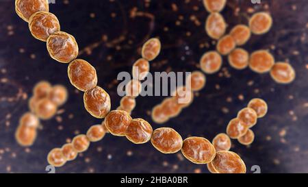 Leuconostoc bacteria, computer illustration. These are Gram-positive, coccoid, chemoorganoheterotrophic, facultatively anaerobic bacteria (prokaryotes Stock Photo