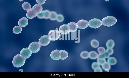 Leuconostoc bacteria, computer illustration. These are Gram-positive, coccoid, chemoorganoheterotrophic, facultatively anaerobic bacteria (prokaryotes Stock Photo