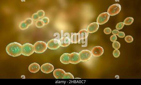Leuconostoc bacteria, computer illustration. These are Gram-positive, coccoid, chemoorganoheterotrophic, facultatively anaerobic bacteria (prokaryotes Stock Photo