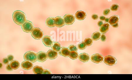 Leuconostoc bacteria, computer illustration. These are Gram-positive, coccoid, chemoorganoheterotrophic, facultatively anaerobic bacteria (prokaryotes Stock Photo