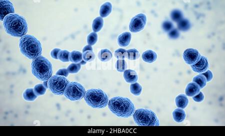 Leuconostoc bacteria, computer illustration. These are Gram-positive, coccoid, chemoorganoheterotrophic, facultatively anaerobic bacteria (prokaryotes Stock Photo