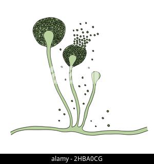 Illustration of Mucor mould, also known as black fungus. Mucor sp. fungi are found in soil and decaying organic matter and are common indoor moulds. It can cause the rare but serious disease mucormycosis (zygomycosis) in patients that are immunocompromised or undergoing steroid therapy. The fungus can infect the lungs, sinuses, brain, gastrointestinal system, or the skin. In 2021, outbreaks of mucormycosis were seen in diabetic patients with Covid-19. Treatment is with antifungal drugs, although surgery is often needed to cut away the infected tissue. Stock Photo