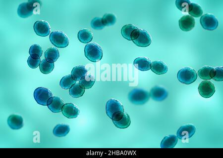 Lactococcus bacteria, computer illustration. Lactococcus are Gram ...