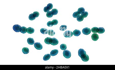 Lactococcus bacteria, computer illustration. Lactococcus are Gram ...