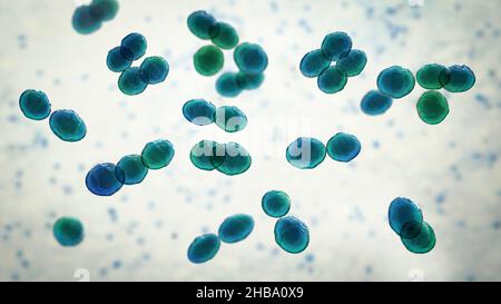 Lactococcus bacteria, computer illustration. Lactococcus are Gram ...