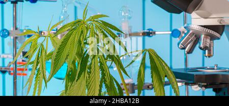 Cannabis research, conceptual image. Stock Photo