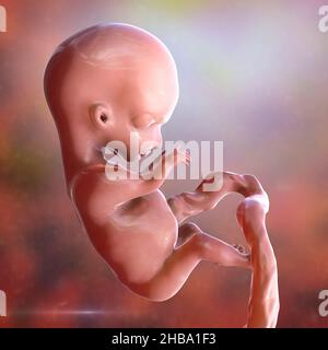 Human foetus, computer illustration. This is the early foetal period between week 8 and week 16. Stock Photo