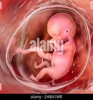 Human foetus, computer illustration. This is the early foetal period between week 8 and week 16. Stock Photo