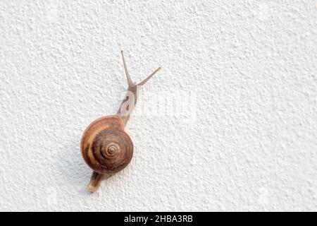 snail on white wall ( focus at head ) Stock Photo